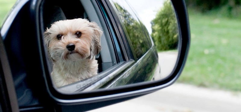 Do Dogs Truly Recognize Their Own Reflection? Insights from Research