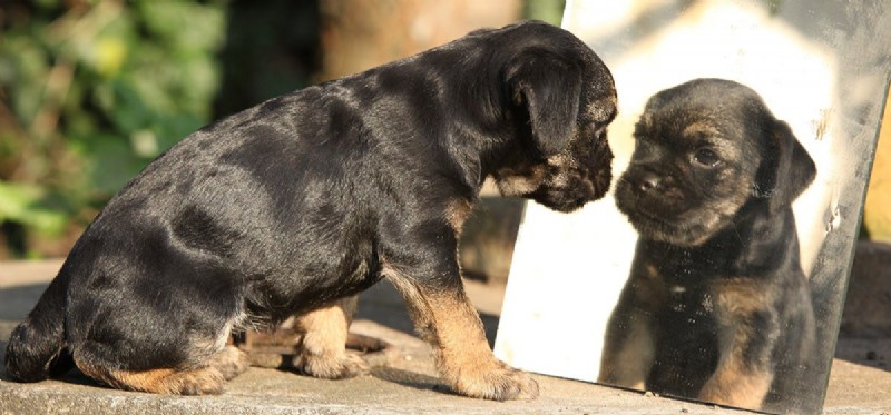 Do Dogs Truly Recognize Their Own Reflection? Insights from Research