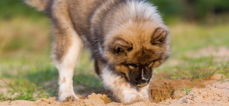 Do Dogs Detect Their Own Poop? The Science Behind Canine Smell