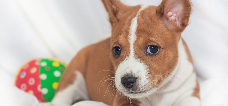 Do Dogs Truly Recognize Their Own Reflection? Insights from Research