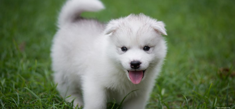 Do Dogs Regrow Teeth? Understanding Your Pet’s Dental Limits