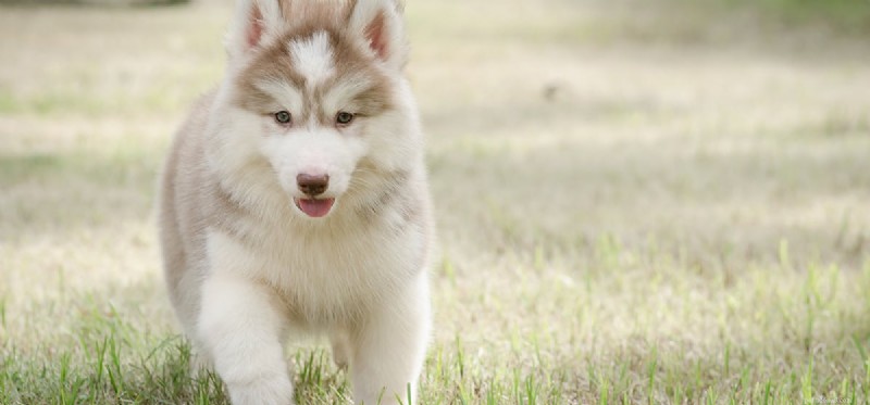 Do Dogs Regrow Teeth? Understanding Your Pet’s Dental Limits