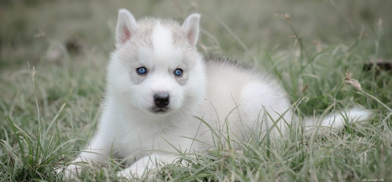 Do Dogs Regrow Teeth? Understanding Your Pet’s Dental Limits