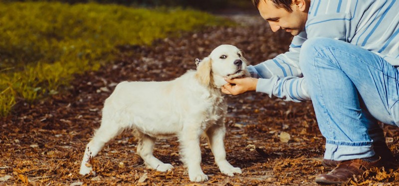 Can Dogs Remember Abuse? Insights into Long-Term Emotional Recovery