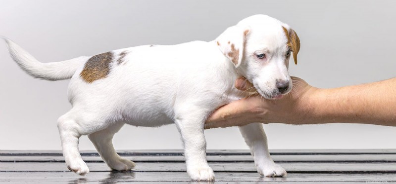 Can Dogs Remember Abuse? Insights into Long-Term Emotional Recovery