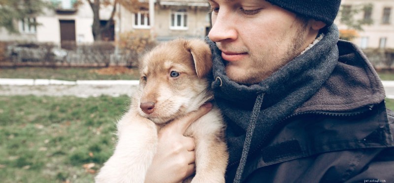 Can Dogs Remember Abuse? Insights into Long-Term Emotional Recovery