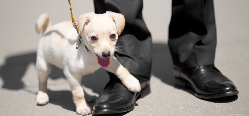 Can Dogs Remember Abuse? Insights into Long-Term Emotional Recovery