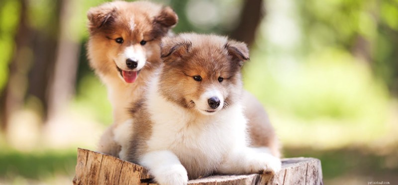 Do Dogs Remember Negative Experiences? Insights Into Canine Memory and Behavior