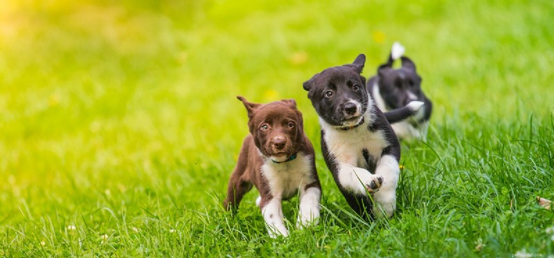 Do Dogs Remember Negative Experiences? Insights Into Canine Memory and Behavior