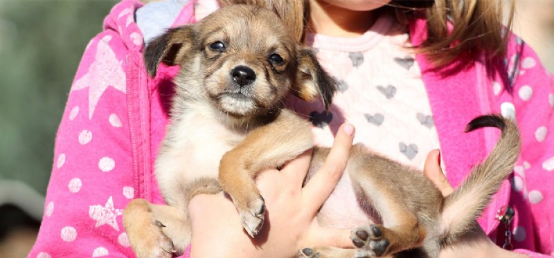 Do Dogs Remember Negative Experiences? Insights Into Canine Memory and Behavior
