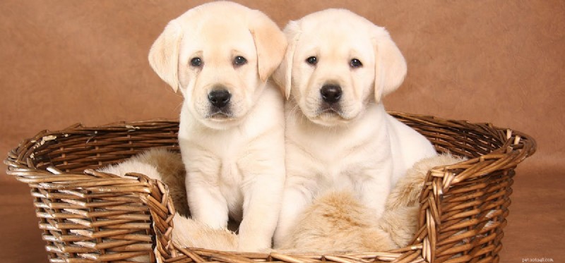 Do Dogs Remember Each Other? Exploring Canine Social Memory