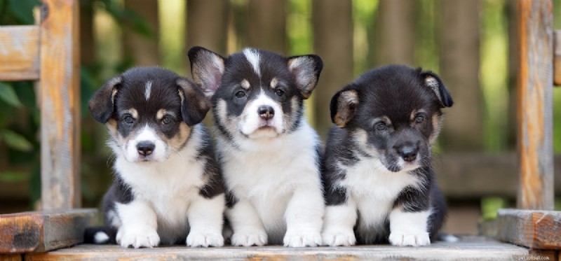 Do Dogs Remember Each Other? Exploring Canine Social Memory