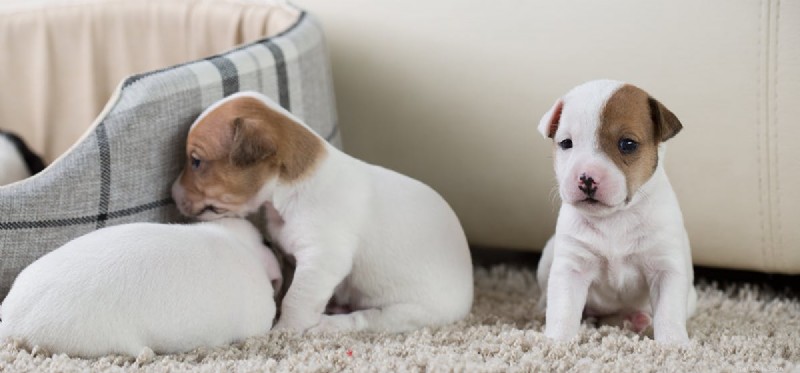 Do Dogs Remember Each Other? Exploring Canine Social Memory