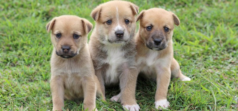Do Dogs Remember Each Other? Exploring Canine Social Memory