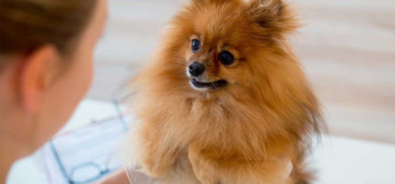 Do Dogs Truly Recognize Human Faces? Exploring Their Memory & Vision
