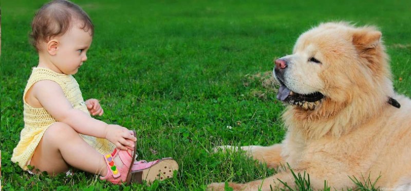 Do Dogs Truly Recognize Human Faces? Exploring Their Memory & Vision