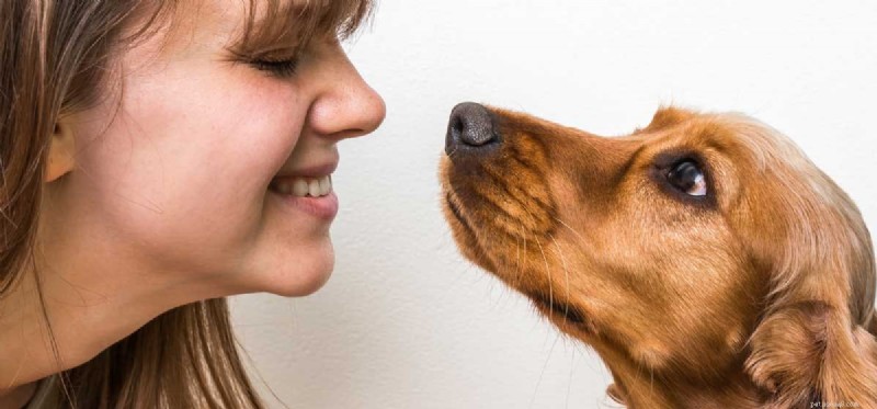 Do Dogs Truly Recognize Human Faces? Exploring Their Memory & Vision