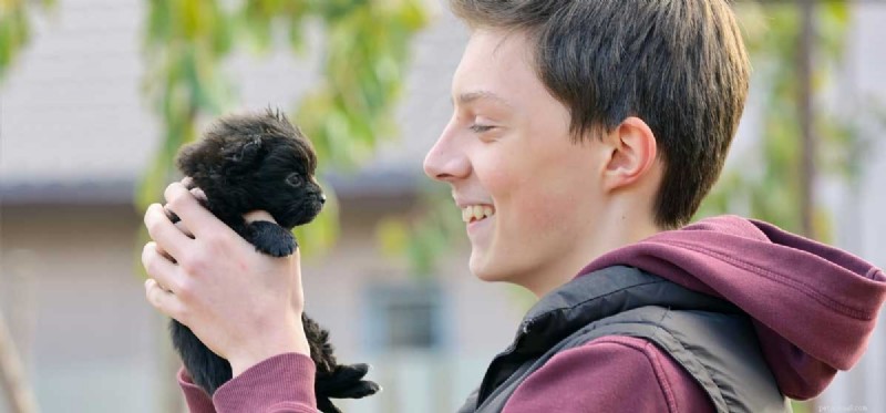 Do Dogs Truly Recognize Human Faces? Exploring Their Memory & Vision