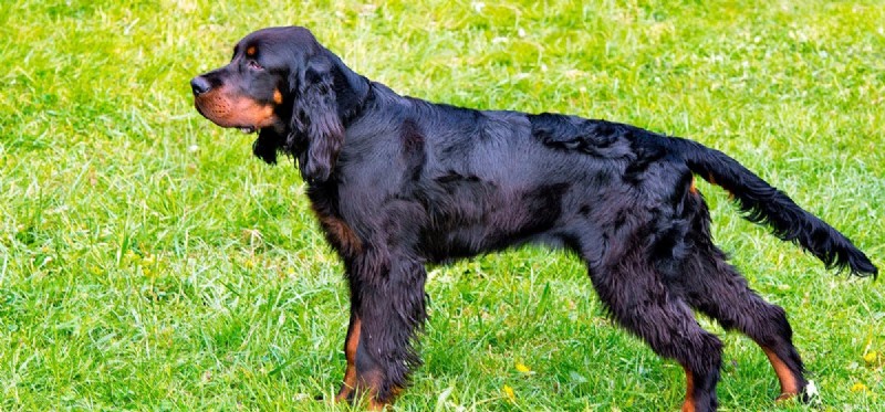 Can Dogs Recall Locations? Exploring Canine Spatial Memory