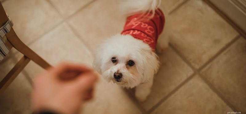 Can Dogs Recall Locations? Exploring Canine Spatial Memory