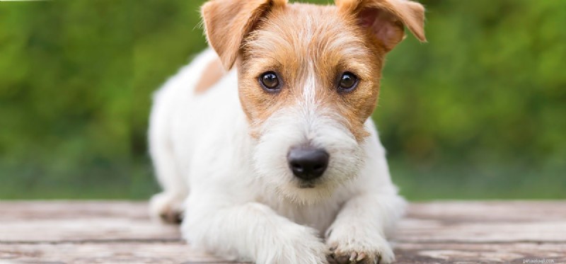 Can Dogs Recall Locations? Exploring Canine Spatial Memory