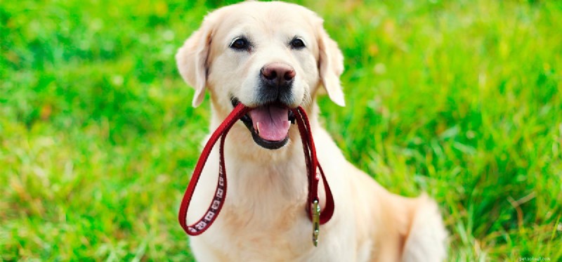 Can Dogs Recall Locations? Exploring Canine Spatial Memory