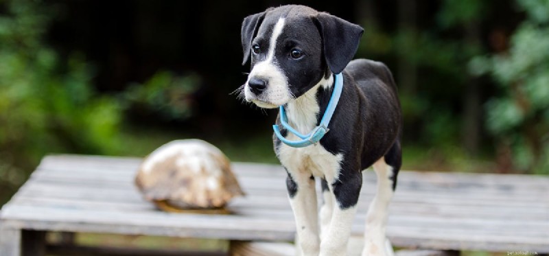 Do Dogs Truly Remember Their Former Owners? Insights & Science