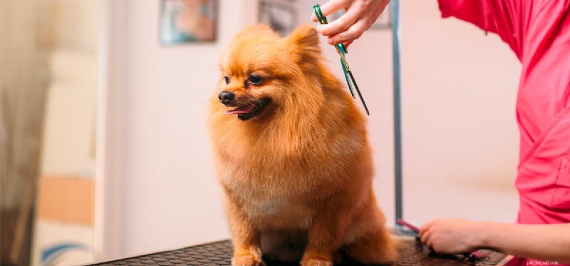 Do Dogs Truly Remember Their Former Owners? Insights & Science