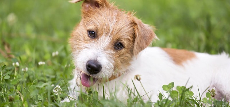 Can Dogs Truly Remember Yesterday? A Closer Look at Canine Memory