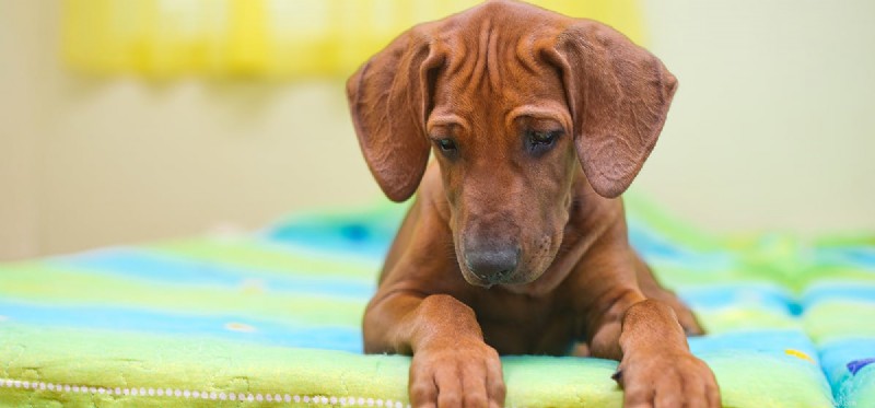 Can Dogs Truly Remember Yesterday? A Closer Look at Canine Memory