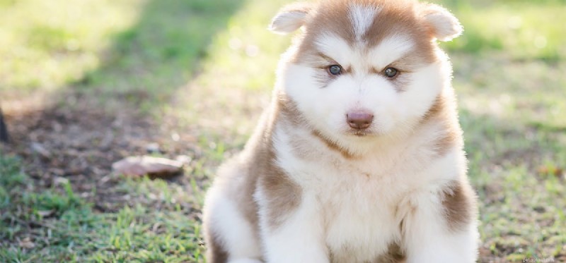 Can Dogs Truly Remember Yesterday? A Closer Look at Canine Memory