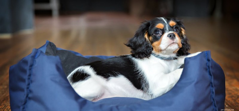 Can Dogs Truly Remember Yesterday? A Closer Look at Canine Memory