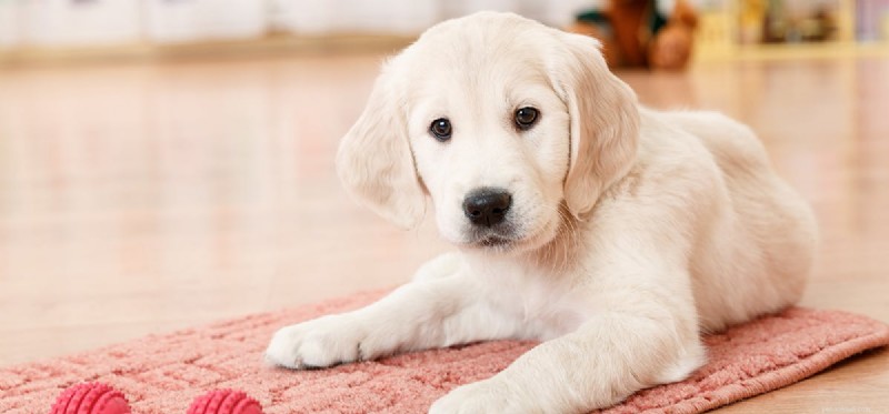 Do Dogs Remember Their Dreams? Insights into Canine Dream Recall