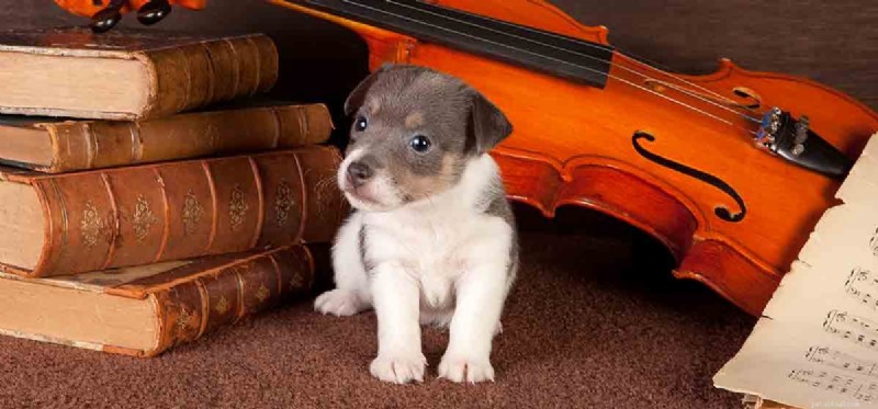 Do Dogs Remember Their Dreams? Insights into Canine Dream Recall