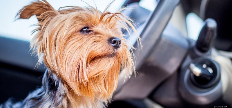 Do Dogs Remember Their Dreams? Insights into Canine Dream Recall