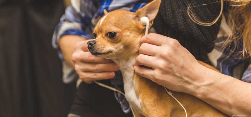 Do Dogs Remember Their Dreams? Insights into Canine Dream Recall