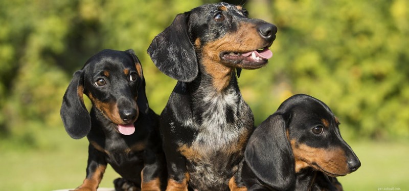 Do Dogs Remember Their Mothers? A Scientific Perspective