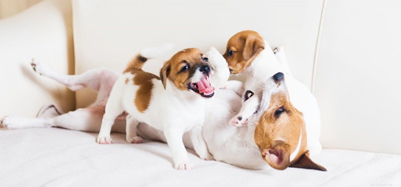Do Dogs Remember Their Mothers? A Scientific Perspective