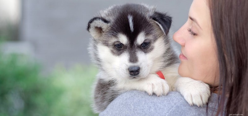 Do Dogs Truly Remember Their Owners? Understanding Canine Memory