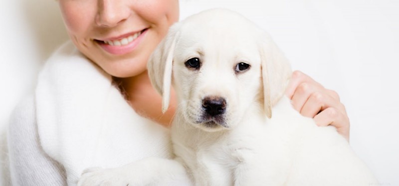 Do Dogs Truly Remember Their Owners? Understanding Canine Memory