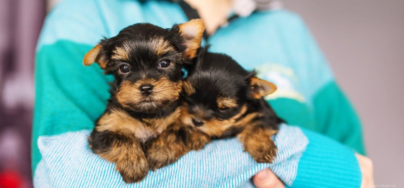 Do Dogs Truly Remember Their Owners? Understanding Canine Memory