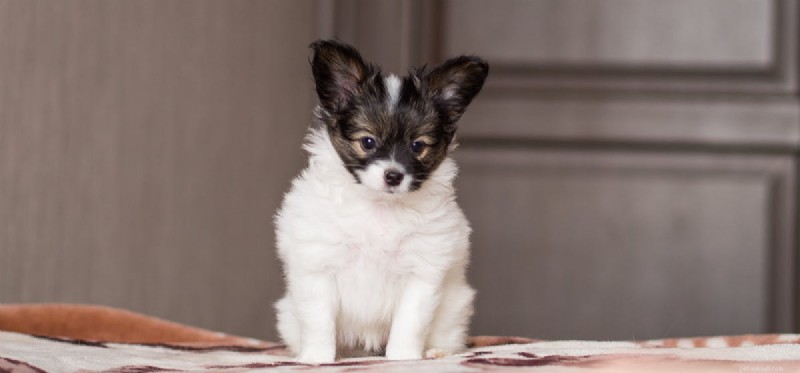 Do Dogs Remember Their Past? New Research Reveals Their Remarkable Memory