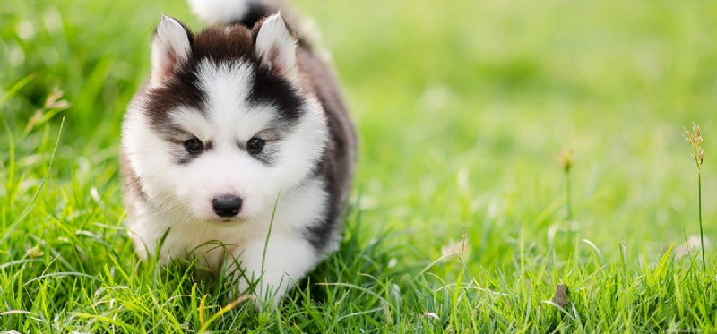 Do Dogs Remember Their Past? New Research Reveals Their Remarkable Memory