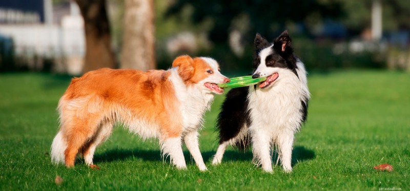 Can Dogs Remember Their Siblings? A Scientific Perspective