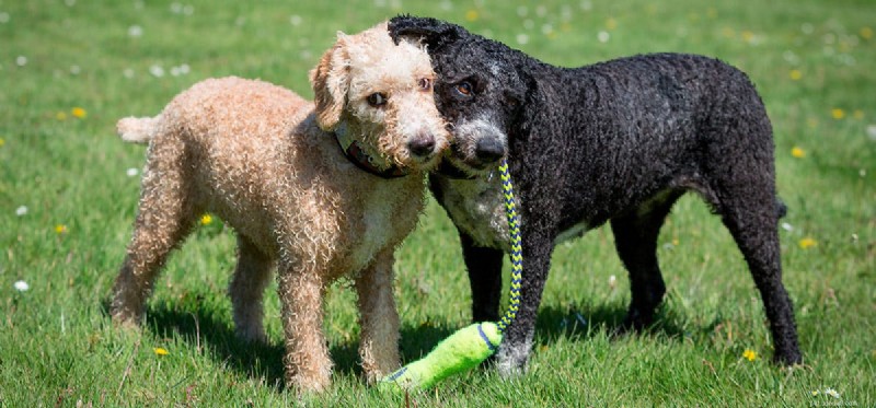 Can Dogs Remember Their Siblings? A Scientific Perspective