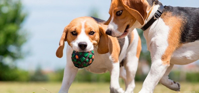 Can Dogs Remember Their Siblings? A Scientific Perspective
