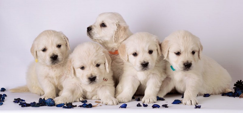 Do Dogs Remember Their Puppy Days? A Scientific Look at Canine Long-Term Memory