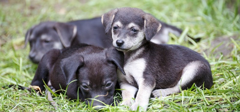 Do Dogs Remember Their Puppy Days? A Scientific Look at Canine Long-Term Memory