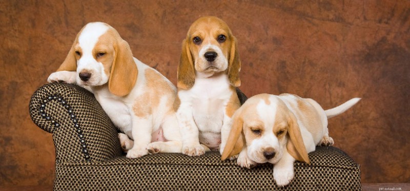 Do Dogs Remember Their Puppy Days? A Scientific Look at Canine Long-Term Memory