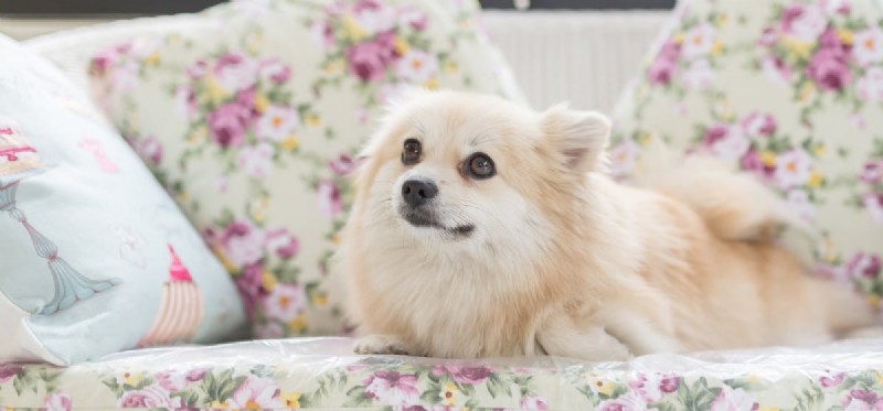 Do Dogs Remember Their Puppy Days? A Scientific Look at Canine Long-Term Memory